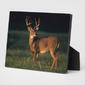 Witstaarster | State Park Choke Canyon, TX Fotoplaat (Zijkant)