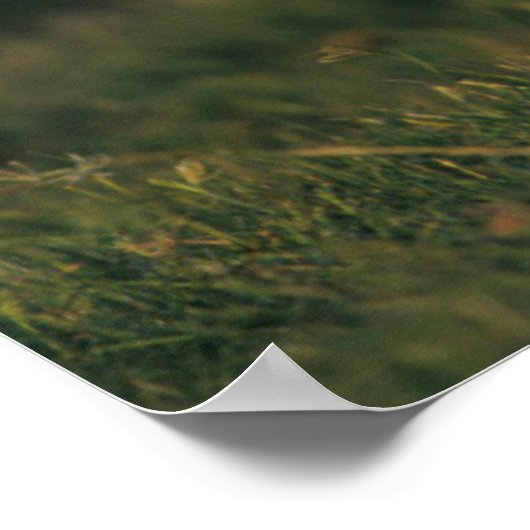 Witstaarster | State Park Choke Canyon, TX Poster (Hoek)