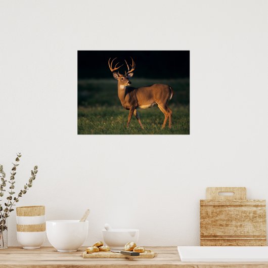 Witstaarster | State Park Choke Canyon, TX Poster (Keuken)