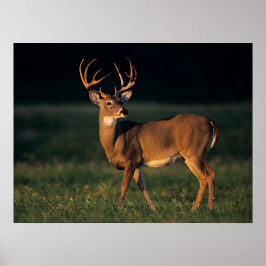 Witstaarster | State Park Choke Canyon, TX Poster (Voorkant)