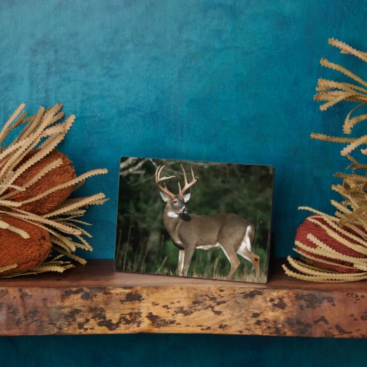 Witstaarster | Tennessee Fotoplaat (Zijkant)