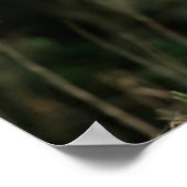 Witstaarster | Tennessee Poster (Hoek)