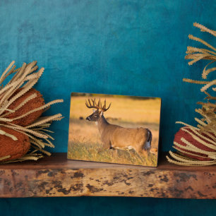 Witstaarster   Zuid-TX Fotoplaat