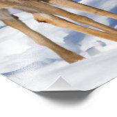 Witstaartbier (Sluiten) Foto Afdruk (Hoek)