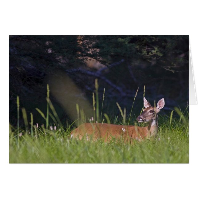 Witstaartbruin Deer in Morning Light (Voorkant Horizontaal)