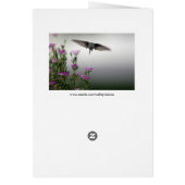 Witstaartbruin die naar u kijkt (close-up) (Achterkant)