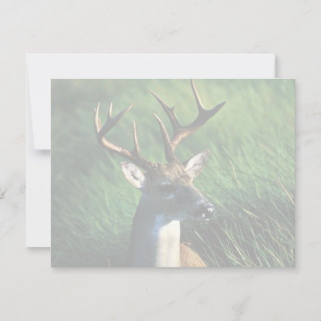 Witstaartbuck (Voorkant)