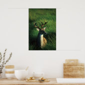 Witstaartbuck Poster (Keuken)
