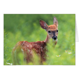 Witstaartdeer Fawn