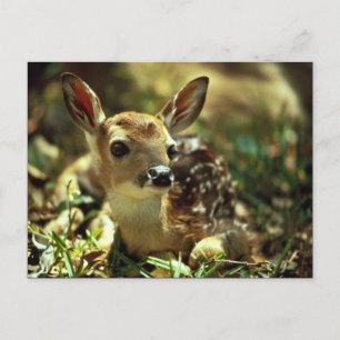 Witstaartdeer Fawn Briefkaart