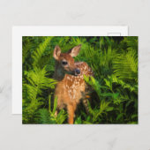 Witstaartdeer Fawn | Minnesota Briefkaart (Voorkant / Achterkant)