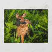 Witstaartdeer Fawn | Minnesota Briefkaart (Voorkant)