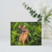 Witstaartdeer Fawn | Minnesota Briefkaart (Staand voorkant)