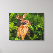 Witstaartdeer Fawn | Minnesota Canvas Afdruk (Voorkant)