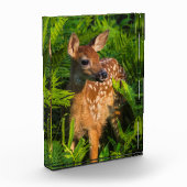 Witstaartdeer Fawn | Minnesota Fotoblokken (Links)