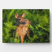 Witstaartdeer Fawn | Minnesota Fotoplaat (voorkant)