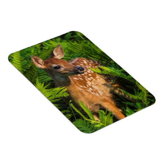 Witstaartdeer Fawn | Minnesota Magneet (Rechterzijde)