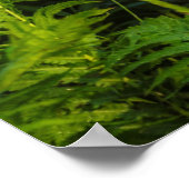 Witstaartdeer Fawn | Minnesota Poster (Hoek)