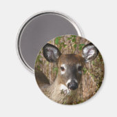 Witstaartdeer Magnet Magneet (Voorkant / Achterkant)