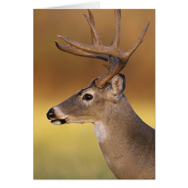 Witstaartdeer, Odocoileus virginianus, (Voorkant)