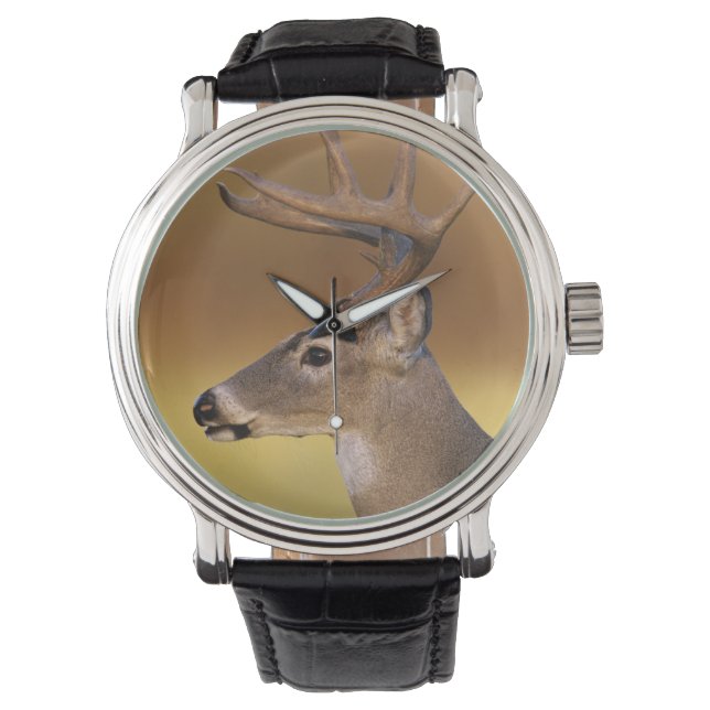 Witstaartdeer, Odocoileus virginianus, Horloge (Voorkant)