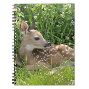 Witstaartdeer (Odocoileus virginianus) Notitieboek