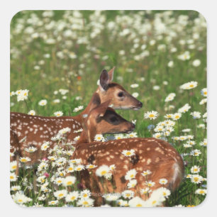 Witstaartgarnalen Vierkante Sticker