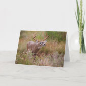 Witstaartherfst in Texas Kaart (Voorkant)