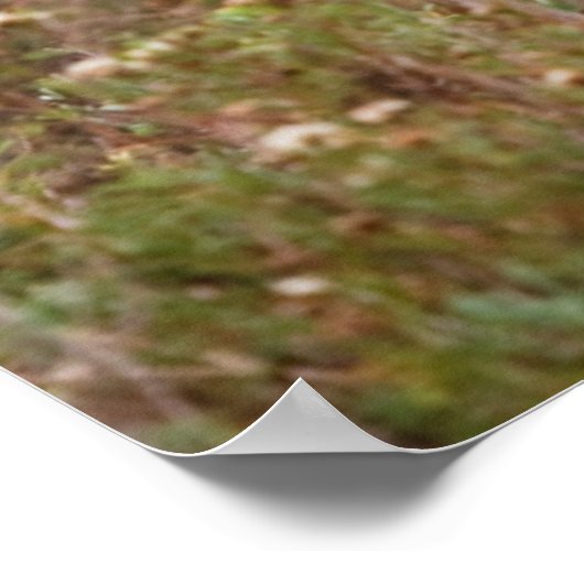 Witstaartherfst in Texas Poster (Hoek)