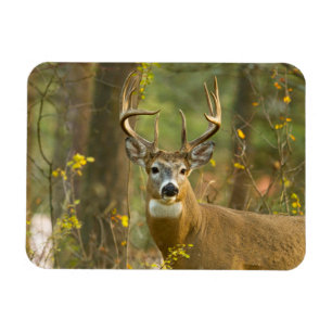 Witstaarthert Buck   Whitefish, Montana Magneet
