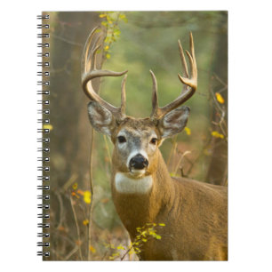 Witstaarthert Buck Whitefish, Montana Notitieboek