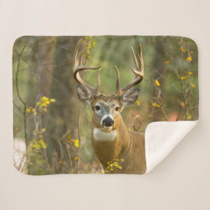 Witstaarthert Buck   Whitefish, Montana Sherpa Deken