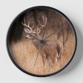 Witstaarthert |  Choke Canyon State Park, TX (Voorkant)