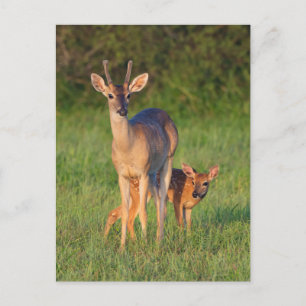 Witstaarthert Grasachtige Habitat Briefkaart
