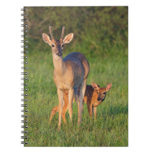 Witstaarthert Grasrijke Habitat Notitieboek