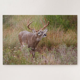 Witstaarthert herfst in Texas Legpuzzel