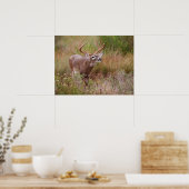 Witstaarthert Herfst in Texas Poster (Keuken)