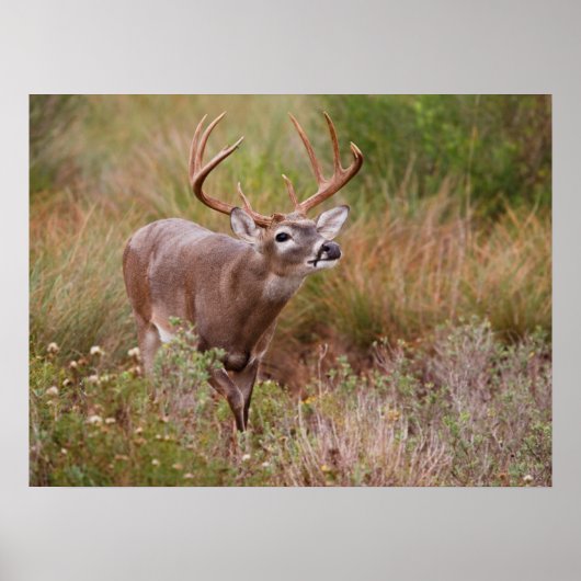 Witstaarthert Herfst in Texas Poster (Voorkant)