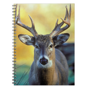 Witstaarthert Herfst Notitieboek
