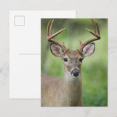 Witstaarthert | Hill Country, Texas Briefkaart (Voorkant / Achterkant)