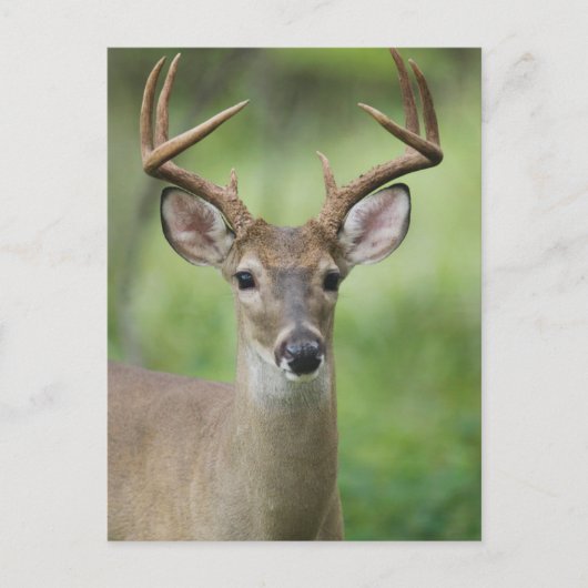 Witstaarthert | Hill Country, Texas Briefkaart (Voorkant)