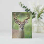 Witstaarthert | Hill Country, Texas Briefkaart (Staand voorkant)