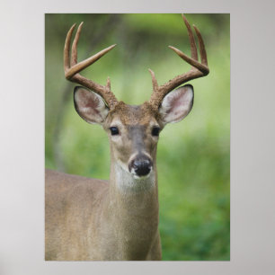 Witstaarthert Hill Country, Texas Poster