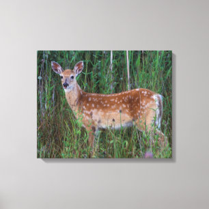 Witstaarthert National Bison Range Montana Canvas Afdruk