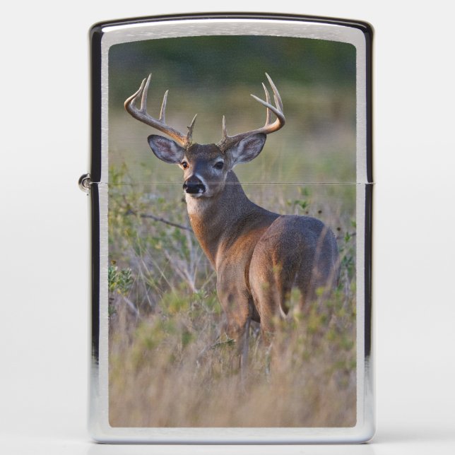 witstaarthert Odocoileus virginianus (Voorkant)
