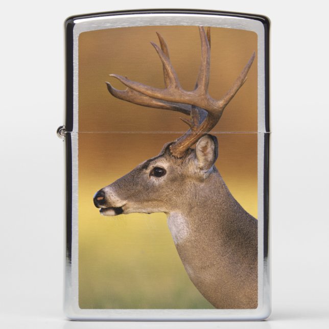 Witstaarthert, Odocoileus virginianus, (Voorkant)