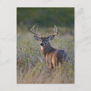 witstaarthert Odocoileus virginianus Briefkaart