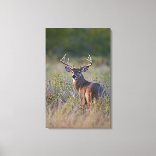 witstaarthert Odocoileus virginianus Canvas Afdruk (Voorkant)