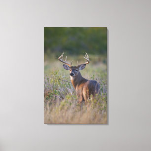 witstaarthert Odocoileus virginianus Canvas Afdruk