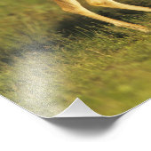 Witstaarthert, Odocoileus virginianus Foto Afdruk (Hoek)